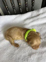Shadow, a male Golden Retriever for sale in Benton, IL – 6 of 6
