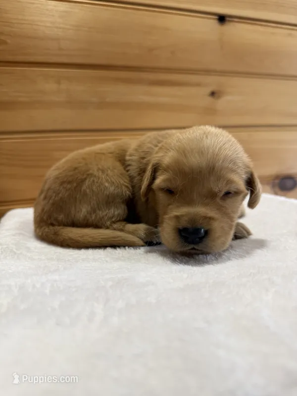 Nelson – Golden Retriever puppy for sale in Benton, IL