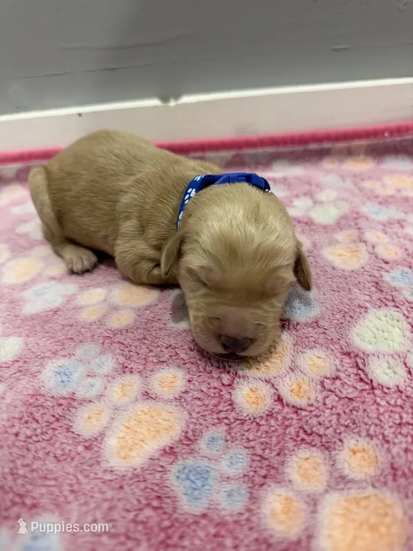 Dexter – Labradoodle puppy for sale in Benton, IL