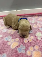 Dexter, a male Labradoodle for sale in Benton, IL – Photo 1 of 4