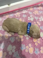 Dexter, a male Labradoodle for sale in Benton, IL – Photo 4 of 4