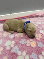 Dexter, a male Labradoodle for sale in Benton, IL – Photo 3 of 4