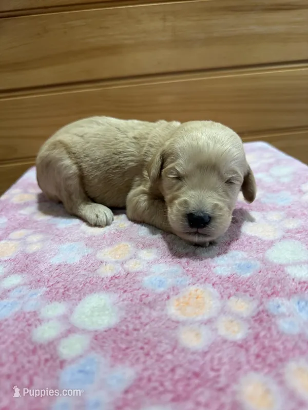 Dexter – Labradoodle puppy for sale in Benton, IL