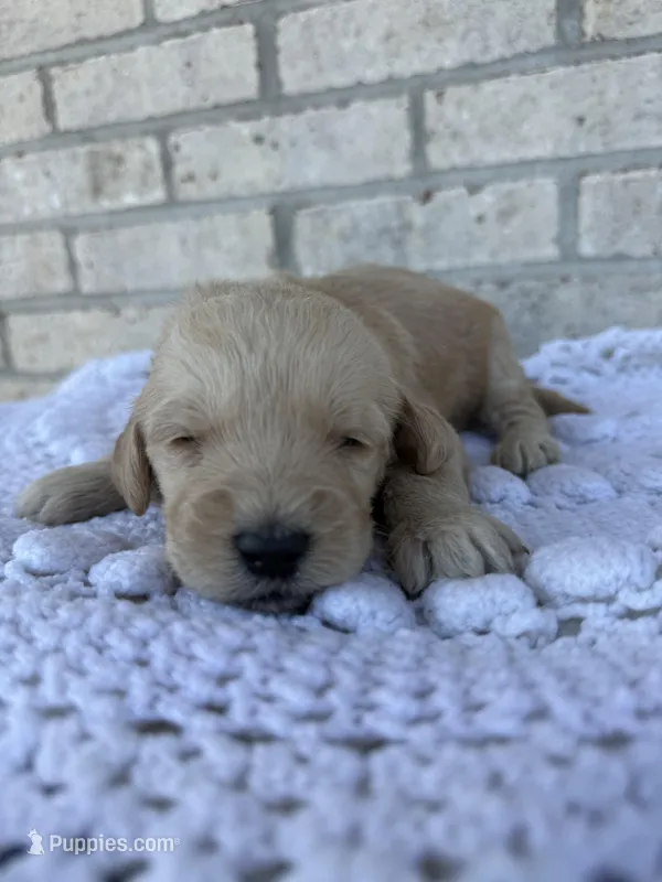 Dexter – Labradoodle puppy for sale in Benton, IL