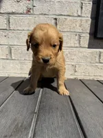 Marley, a female Golden Retriever for sale in Benton, IL – 2 of 4