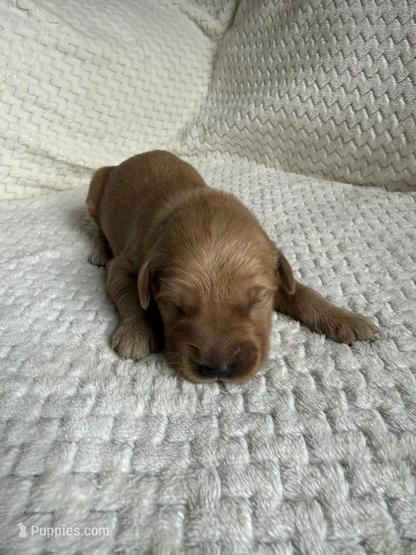 Oakley – Golden Retriever puppy for sale in Benton, IL