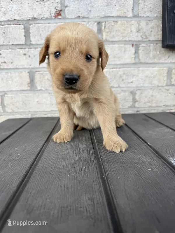 River – Golden Retriever puppy for sale in Benton, IL