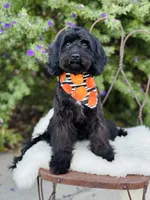 Georgie, a male Cavapoo for sale in Spring Branch, TX – 10 of 10