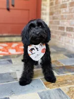 Walter, a male Cavapoo for sale in Spring Branch, TX – 3 of 10