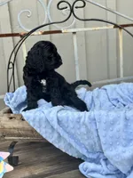 Walter, a male Cavapoo for sale in Spring Branch, TX – 3 of 4