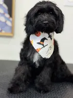 Walter, a male Cavapoo for sale in Spring Branch, TX – 2 of 10
