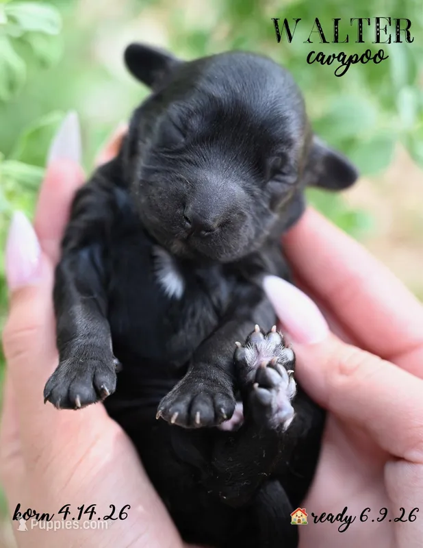 Walter – Cavapoo puppy for sale in Spring Branch, TX