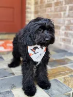 Walter, a male Cavapoo for sale in Spring Branch, TX – 4 of 10