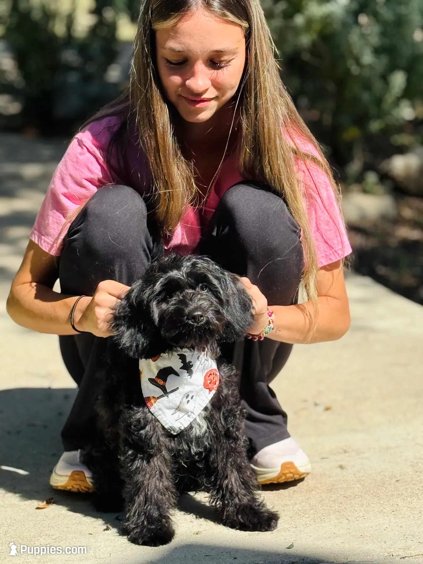 Georgie, a male Cavapoo for sale in Spring Branch, TX – 2 of 10