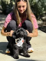 Walter, a male Cavapoo for sale in Spring Branch, TX – 5 of 10