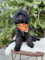 Georgie, a male Cavapoo for sale in Spring Branch, TX – 9 of 10