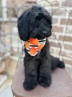 Georgie, a male Cavapoo for sale in Spring Branch, TX – 3 of 10