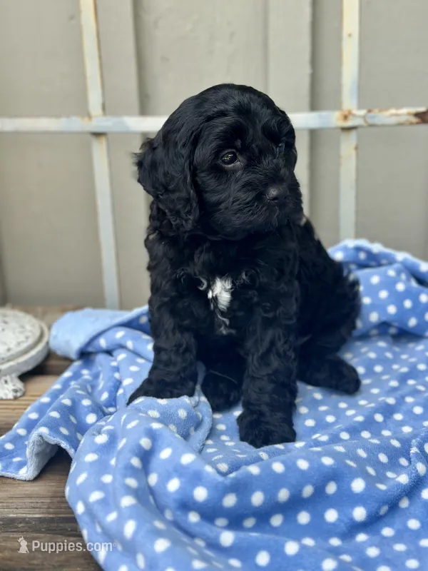 Walter – Cavapoo puppy for sale in Spring Branch, TX