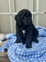 Walter, a male Cavapoo for sale in Spring Branch, TX – 1 of 4