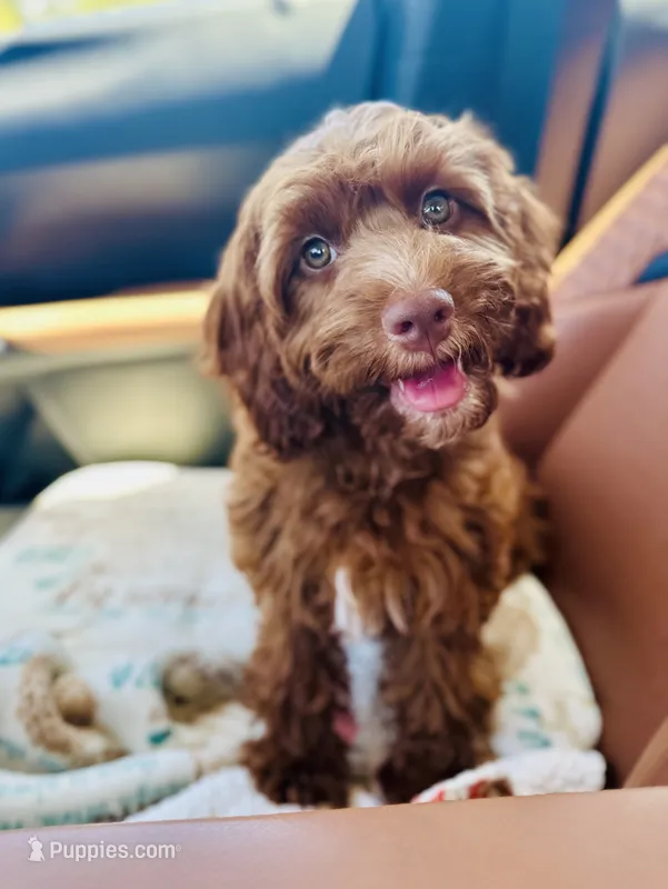 Wylie – Cavapoo puppy for sale in Spring Branch, TX