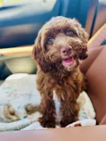 Wylie, a male Cavapoo for sale in Spring Branch, TX – 1 of 1