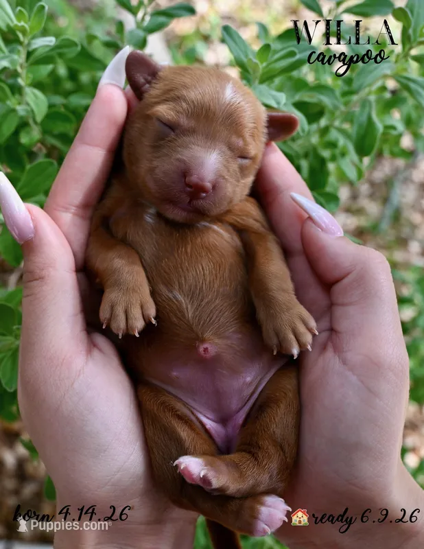 Willa – Cavapoo puppy for sale in Spring Branch, TX