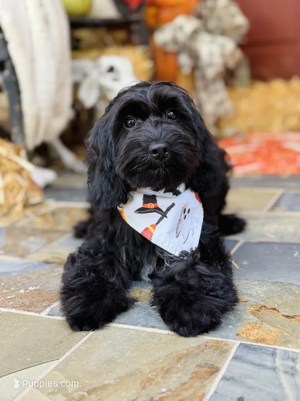 Walter – Cavapoo puppy for sale in Spring Branch, TX