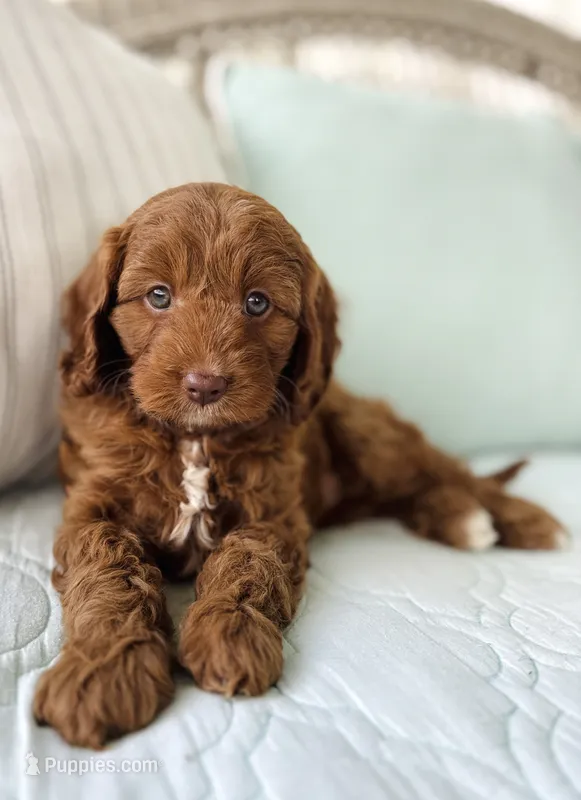 Willa – Cavapoo puppy for sale in Spring Branch, TX