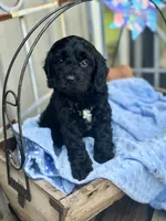 Walter, a male Cavapoo for sale in Spring Branch, TX – 2 of 4