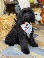 Walter, a male Cavapoo for sale in Spring Branch, TX – 6 of 10