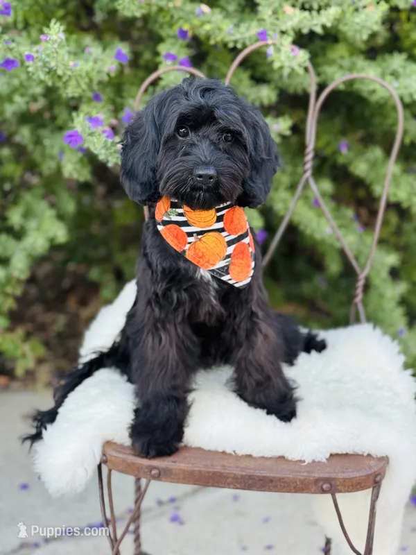 Georgie, a male Cavapoo for sale in Spring Branch, TX – 1 of 10