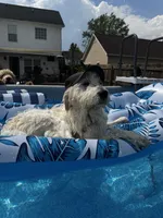 Loui , a male Great Pyrenees and Goldendoodle for sale in Myrtle Beach, SC – 4 of 6