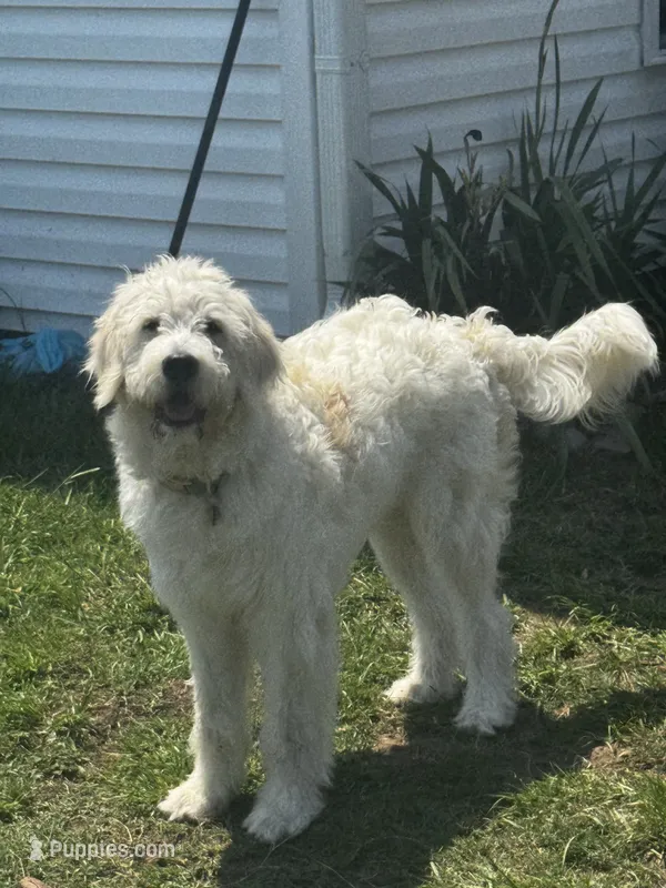 Loui  – Great Pyrenees, Goldendoodle puppy for sale in Myrtle Beach, SC