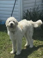 Loui , a male Great Pyrenees and Goldendoodle for sale in Myrtle Beach, SC – 1 of 6