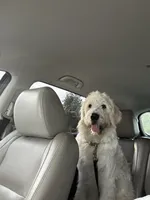Loui , a male Great Pyrenees and Goldendoodle for sale in Myrtle Beach, SC – 6 of 6