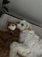 Loui , a male Great Pyrenees and Goldendoodle for sale in Myrtle Beach, SC – 5 of 6