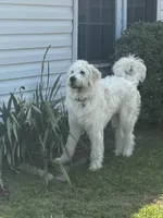 Loui , a male Great Pyrenees and Goldendoodle for sale in Myrtle Beach, SC – 3 of 6