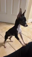 Blady, a female Chihuahua for sale in Corpus Christi, TX – 1 of 3