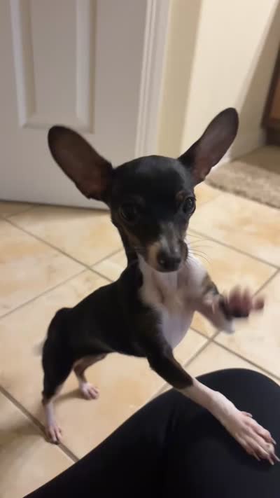 Blady, a female Chihuahua for sale in Corpus Christi, TX – 3 of 3