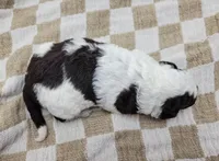 Cornhusker, a male Portuguese Water Dog for sale in Sugarcreek, OH – Photo 4 of 4