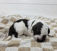 Cornhusker, a male Portuguese Water Dog for sale in Sugarcreek, OH – Photo 3 of 4