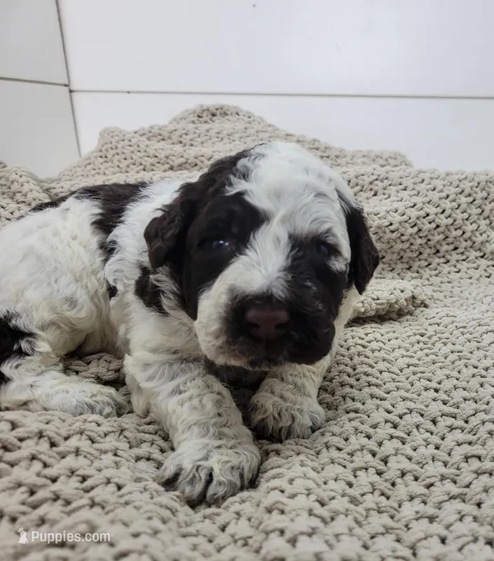 Cornhusker – Portuguese Water Dog puppy for sale in Sugarcreek, OH
