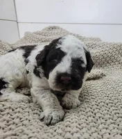 Cornhusker, a male Portuguese Water Dog for sale in Sugarcreek, OH – 1 of 3