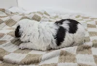 Cornhusker, a male Portuguese Water Dog for sale in Sugarcreek, OH – Photo 2 of 4