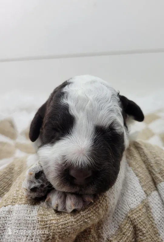 Cornhusker – Portuguese Water Dog puppy for sale in Sugarcreek, OH
