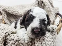 Cornhusker, a male Portuguese Water Dog for sale in Sugarcreek, OH – 2 of 3
