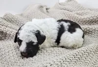 Cornhusker, a male Portuguese Water Dog for sale in Sugarcreek, OH – 3 of 3