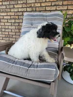 Aria, a female Portuguese Water Dog for sale in Sugarcreek, OH – 7 of 10
