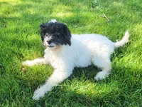 Aria, a female Portuguese Water Dog for sale in Sugarcreek, OH – 10 of 10