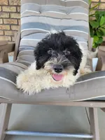 Aria, a female Portuguese Water Dog for sale in Sugarcreek, OH – 4 of 10